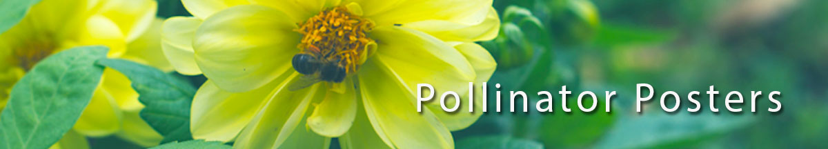 Pollinator Posters