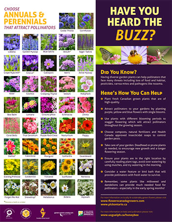 pollinator-posters