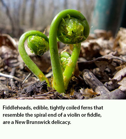 New Brunswick